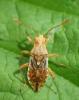 Rhopalus subrufus
